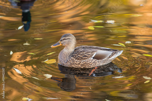 portrait of duck © Maslov Dmitry