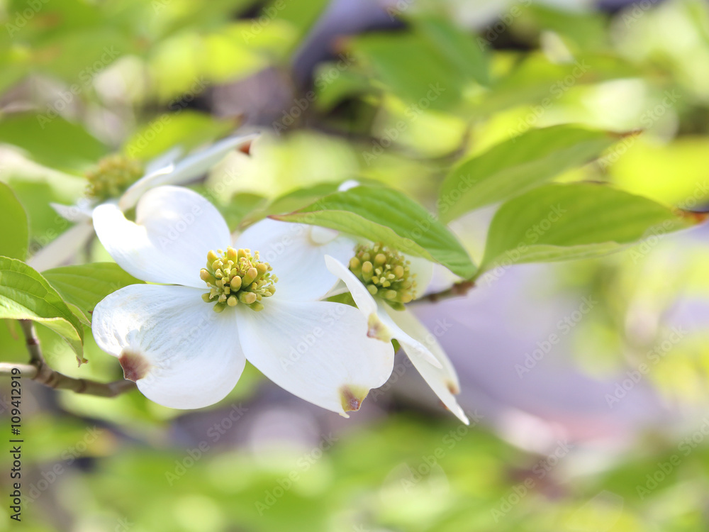 ハナミズキ　白い花