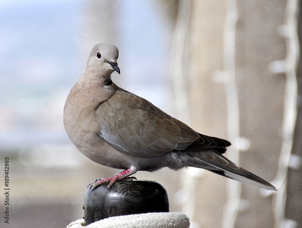 Fototapeta premium A brown dove sitting on a post by a street