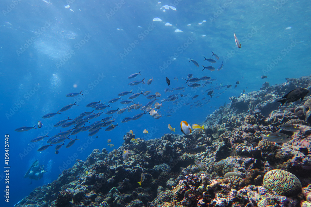 coral reef fish coral reef fish