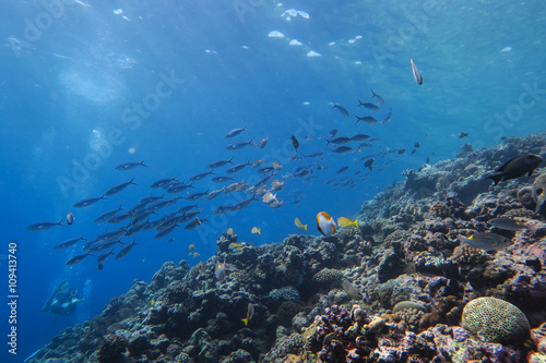 Fototapeta Naklejka Na Ścianę i Meble -  coral reef fish