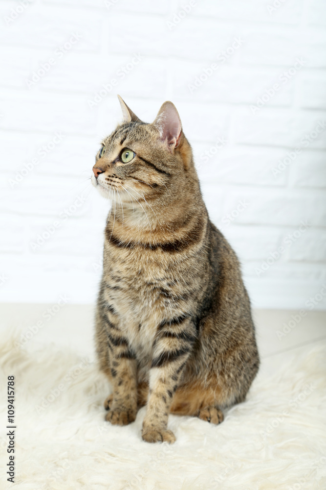 Beautiful cat sitting on white wool, close up Beautiful cat sitting on white wool, close up