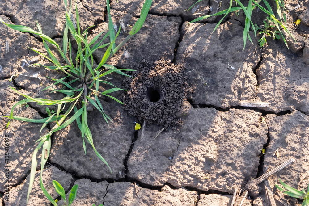 Obraz premium Cracked dry earth as a puzzle, and the spider hole