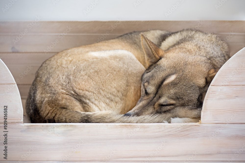 Fototapeta premium Dog sleeping