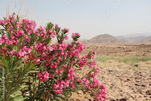 Plante rose dans le désert en Jordanie © Hervé_Photographie