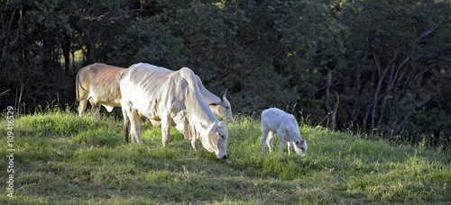 Nelore cattle in green pastures on the mountain
