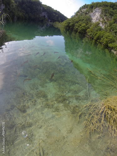 Fish in Plitvice lake  Croatia