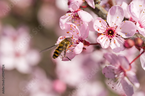 Abeille solitaire sur un  arbre en fleur