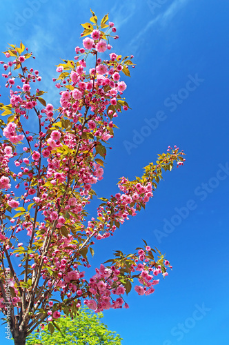 Sakura treer or Cherry tree over blue sky