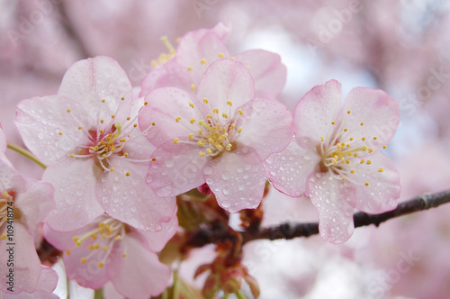 さくら　桜　春　北海道