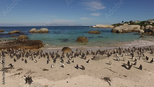 Colony of African penguins (Spheniscus demersus), Boulders beach, Western Cape, South Africa 
