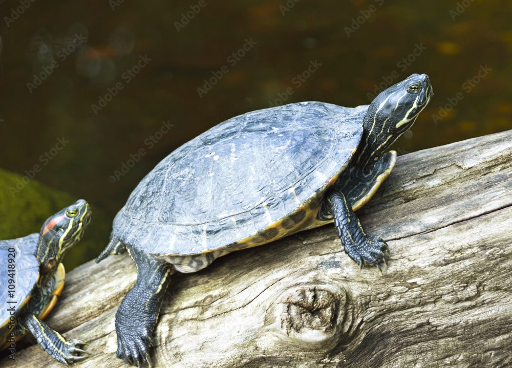 Fototapeta premium turtles sitting on a branch in a pond