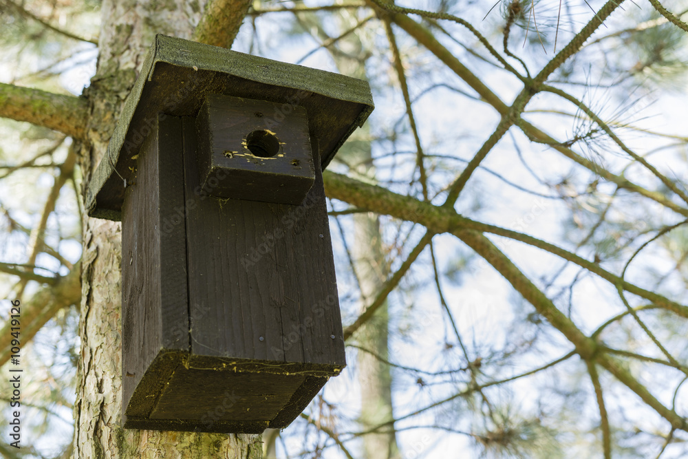 square box for birds on pine