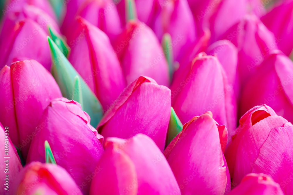 Fresh pink tulips Fresh pink tulips