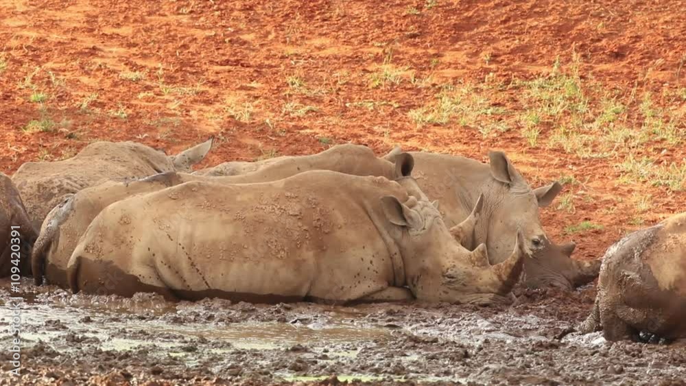 White (square-lipped) rhinoceros (Ceratotherium simum) wallowing in mud at a waterhole, South Africa White (square-lipped) rhinoceros (Ceratotherium simum) wallowing in mud at a waterhole, South Africa