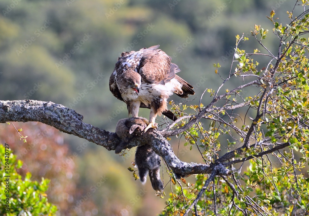 Fototapeta premium Female bonelli's eagle perched on a branch.
