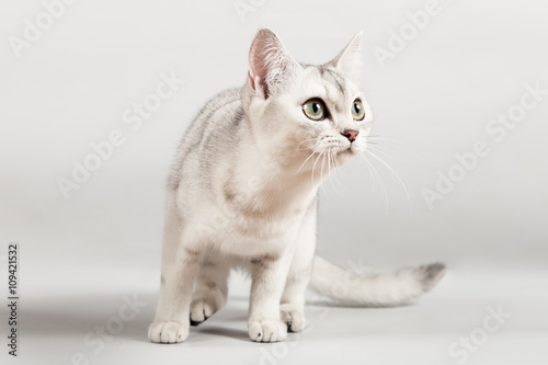 white breed cat standing 