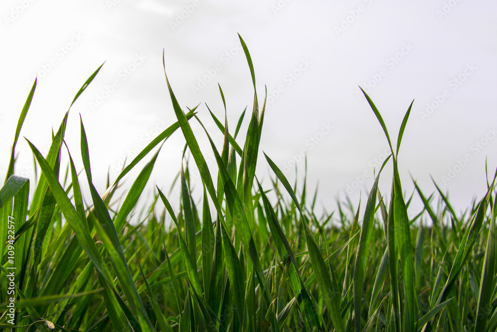Fototapeta premium Gras im Wind