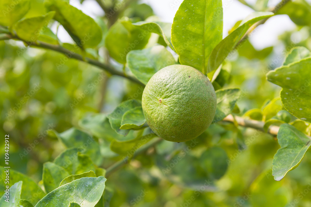 limes on tree in plantation