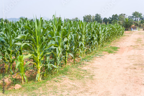 corn plantation in Thailand