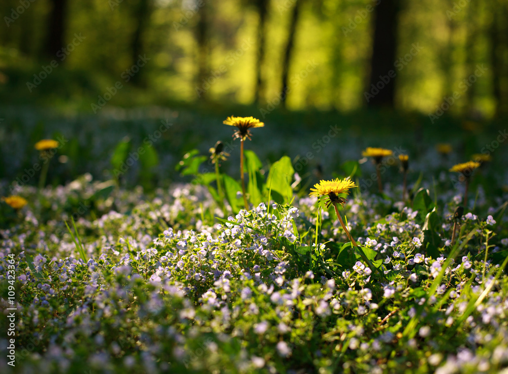 Blooming floral meadow on forest background in sunshine