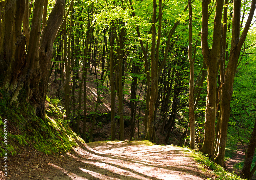 Obraz premium Forest road in green woods at sunset shine