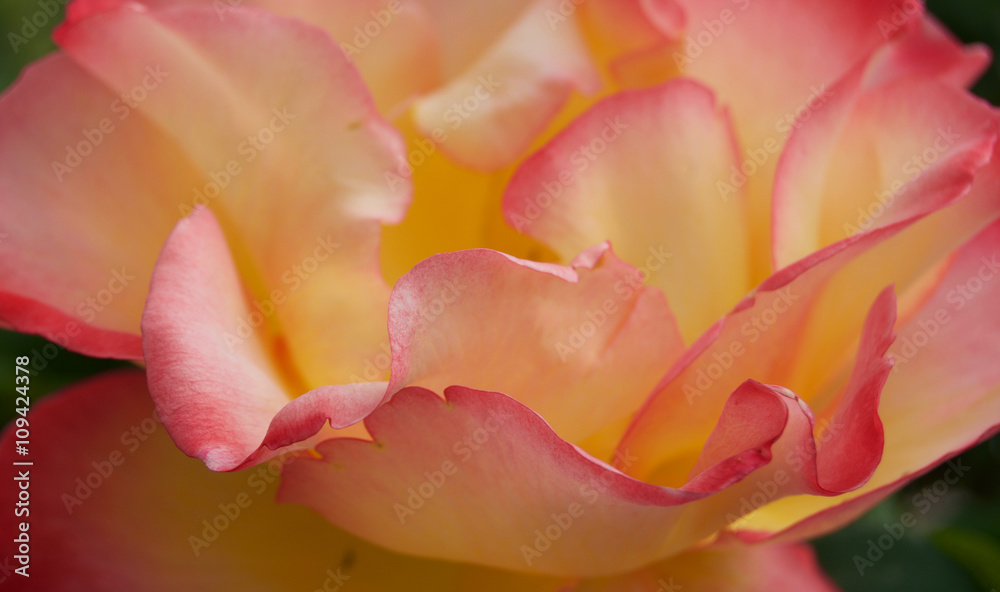 close-up of a beautiful rose