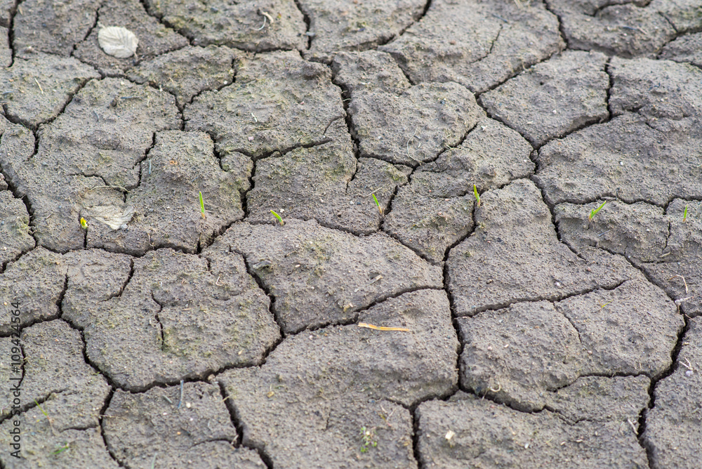 Green sprouts among the dried and cracked earth Green sprouts among the dried and cracked earth