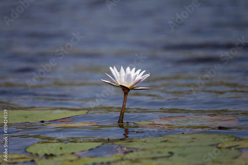 Lone waterlily © thelp