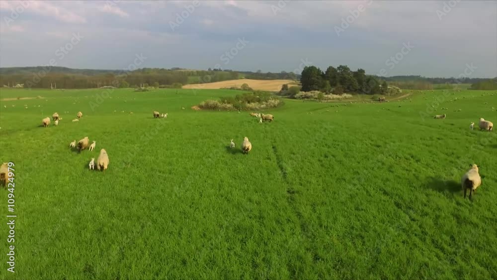 flight over running sheeps on green meadow flight over running sheeps on green meadow