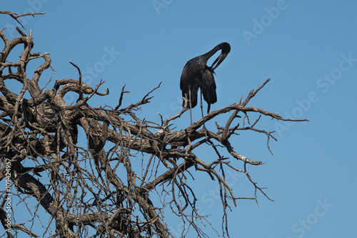 Black Stork clearning its feathers photo