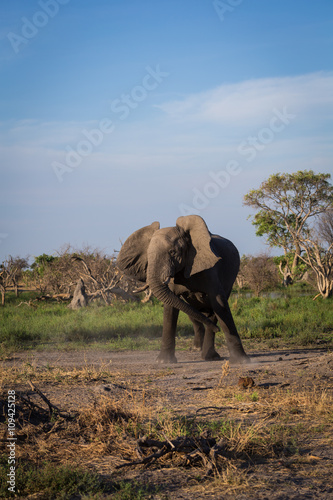 Elephant wirling its head