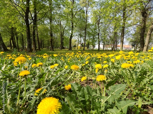 Fototapeta Naklejka Na Ścianę i Meble -  Meadow with many dandelions and deciduous trees