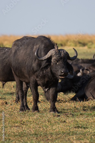 Bird sitting on African buffalos head