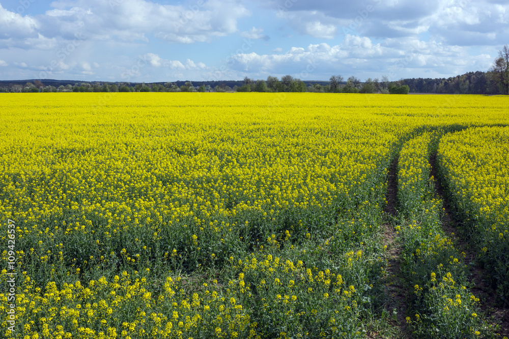Obraz premium field of rapeseed with beautiful cloud - plant for green energy