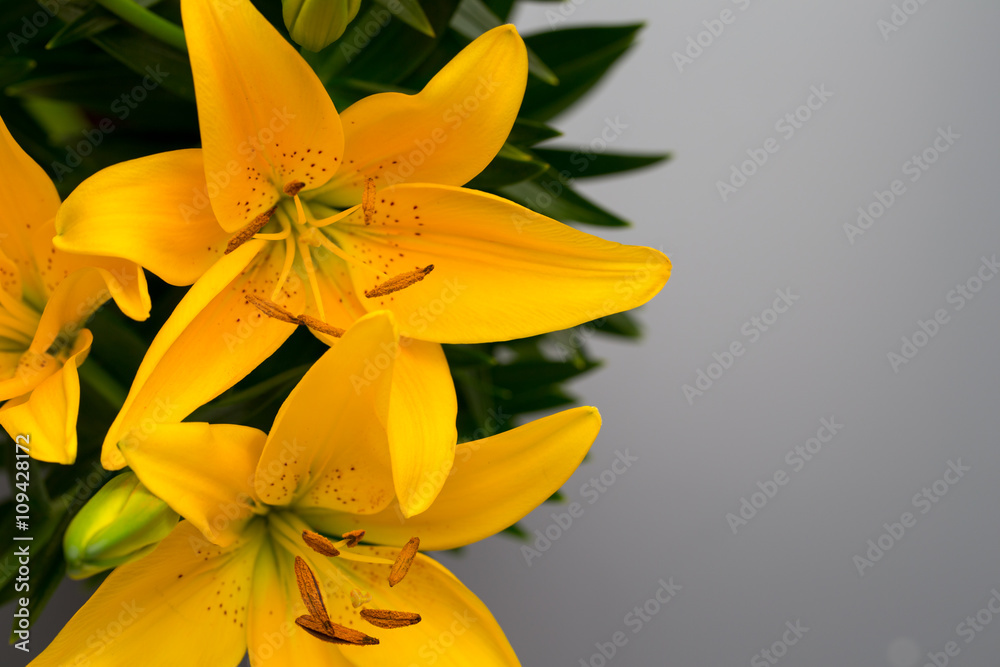 Obraz premium Lily yellow flower with buds on a gray background.