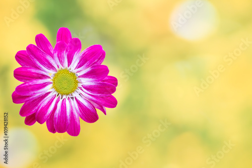 Pink chrysanthemum  on yellow backgrounds.