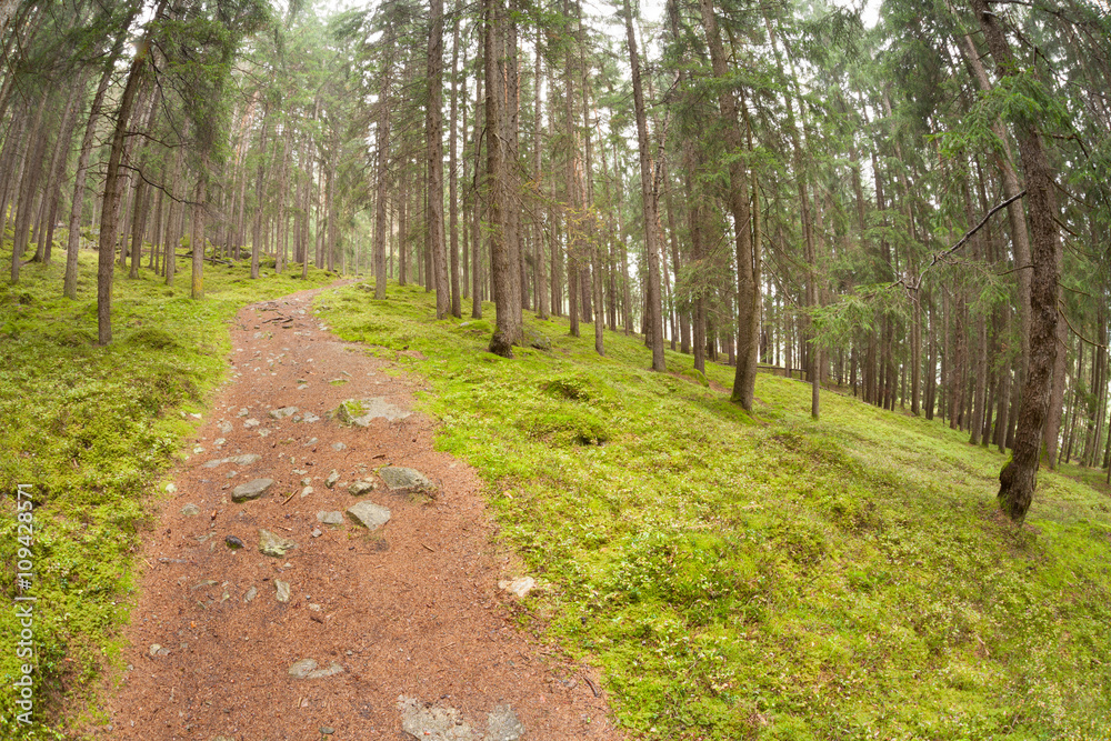 Fototapeta premium walking into the forest long a path in a cloudy day. No people around