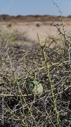 !Nara fruit between thorns