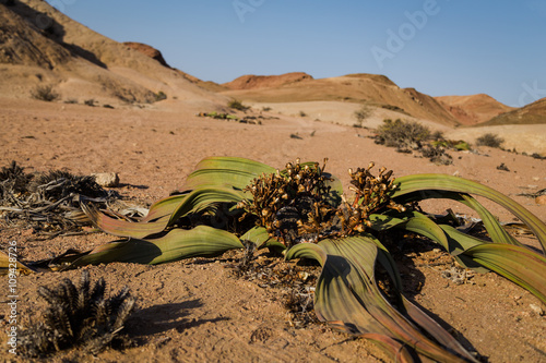 Welwitschia Mirabilis