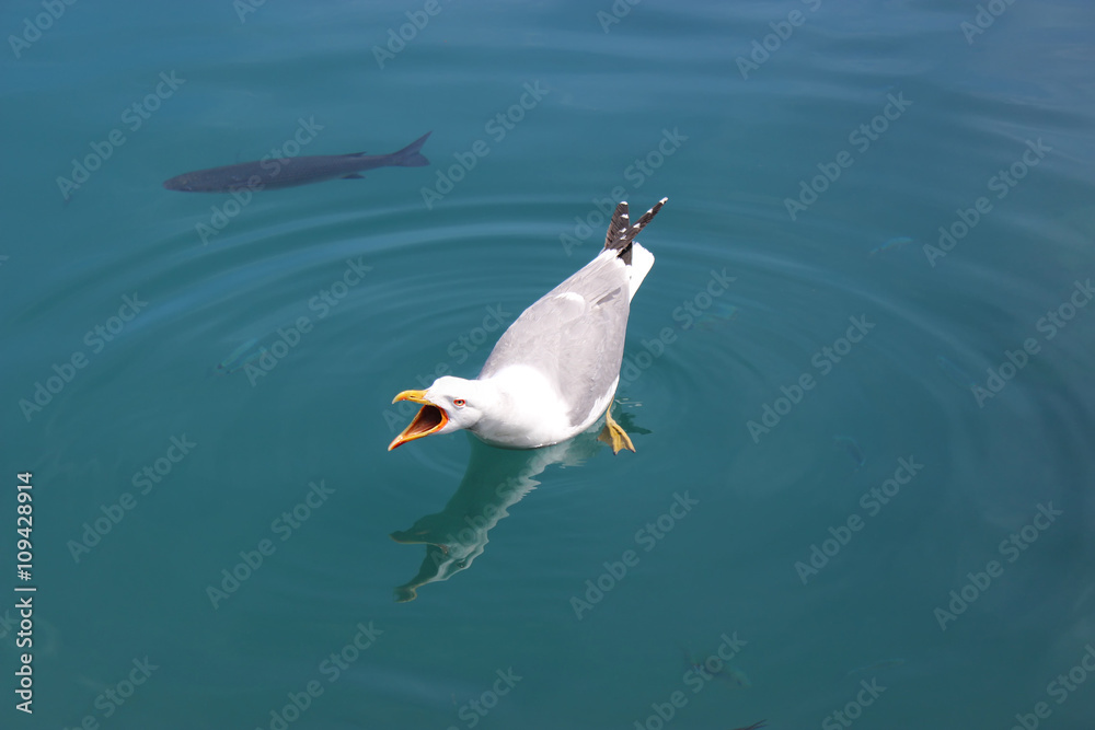 Fototapeta premium Seagull Screaming with Beak Wide Open