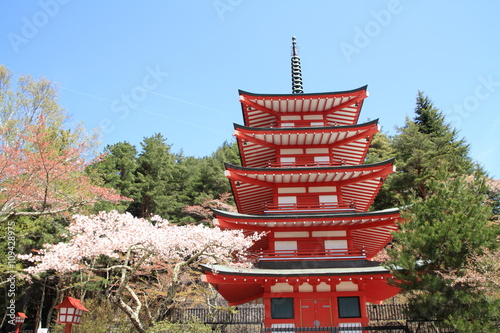 新倉山浅間公園の桜と五重塔