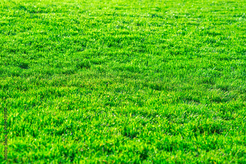 green lawn green lawn