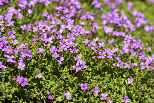 Purple aubrieta flowers close up in sunlight