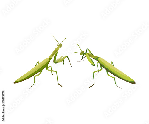  two praying mantis are fighting. Vector praying mantis. Symbol of martial arts