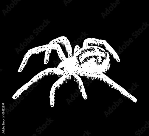 cross spider Araneus. Vector spider