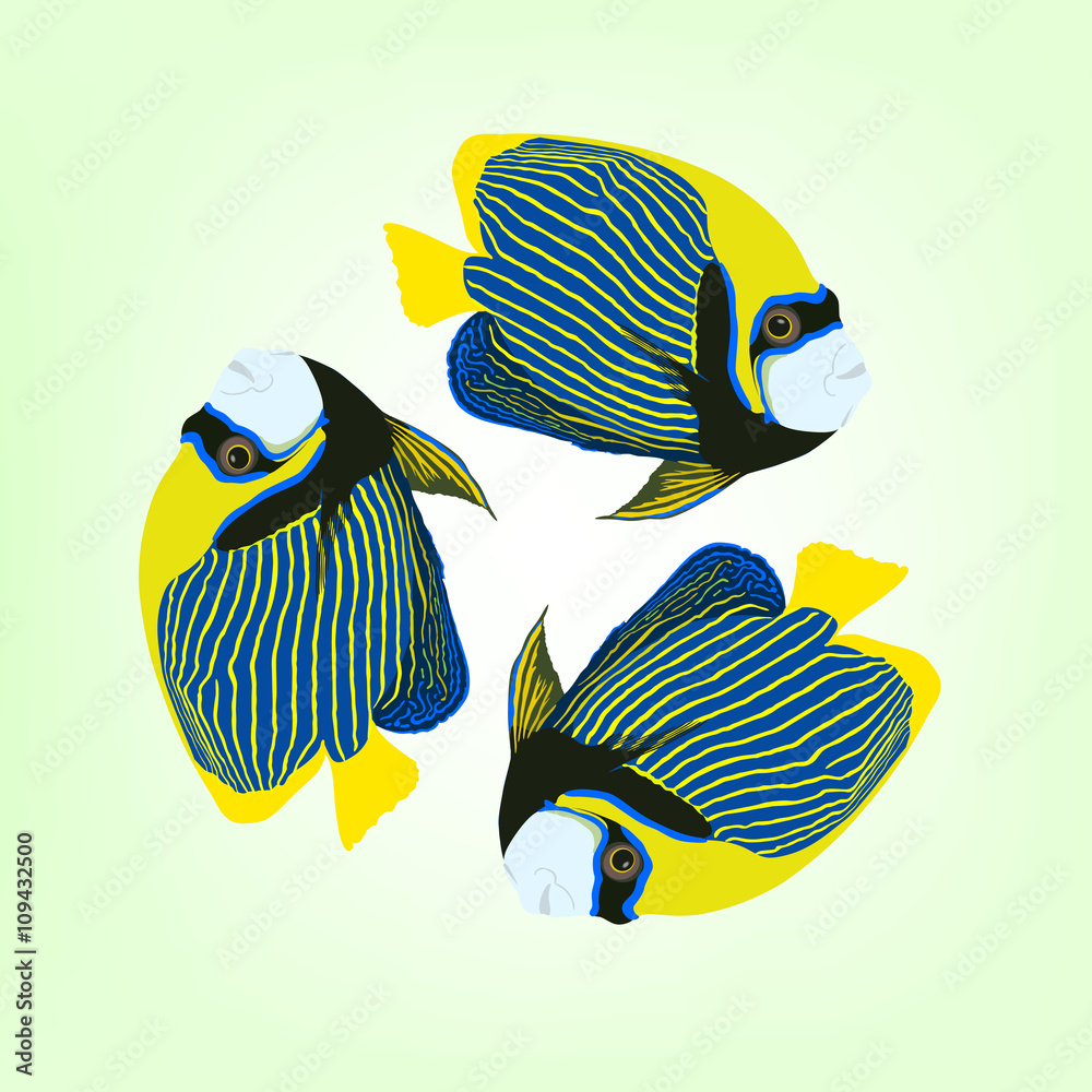 Naklejka Pomacanthus imperator. Vector illustration of three fishes