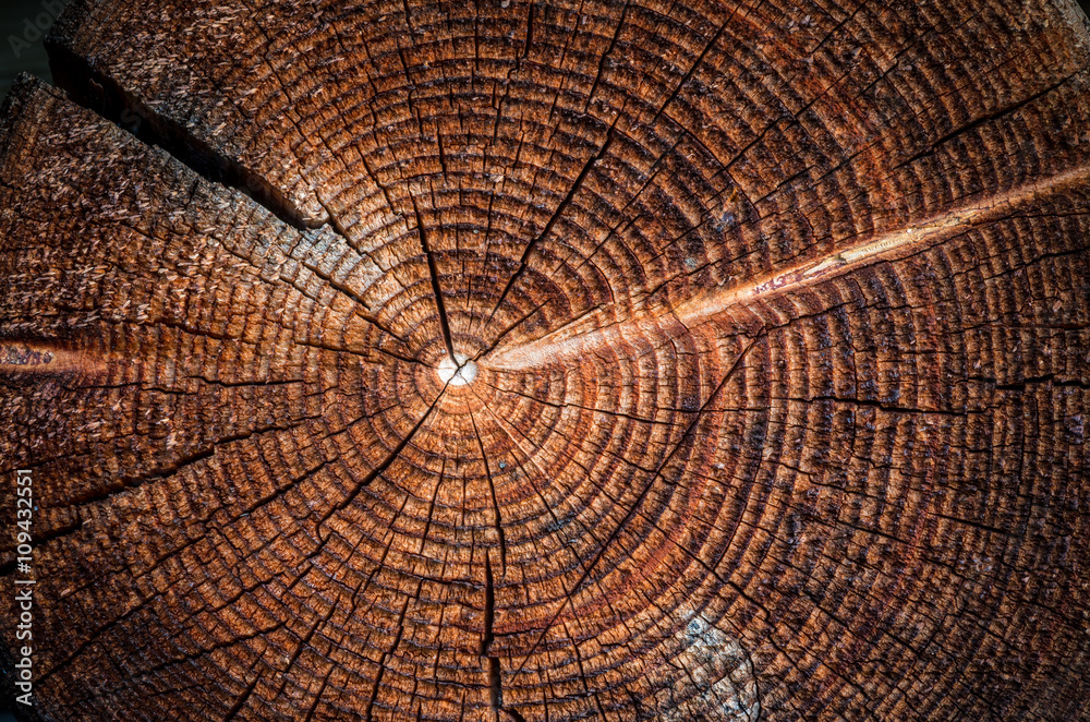 Fototapeta premium Old weathered spruce tree trunk