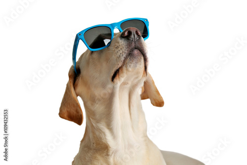 Fototapeta Naklejka Na Ścianę i Meble -  Cute Labrador dog with sunglasses isolated on white