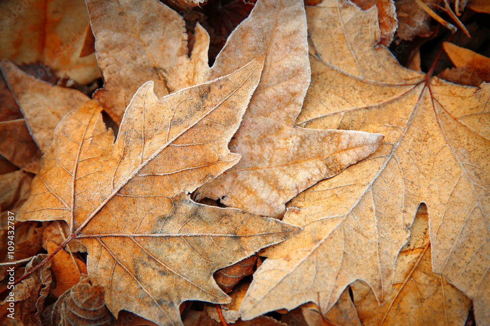 Naklejka premium Autumnal frost-kissed maple leaves on forest floor, seasonal change and winter transition background, the cold weather signifies the seasonal transition from fall to winter